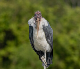 Heron bird walking on grass