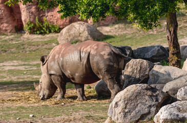 Fototapeta premium rhino in the wild