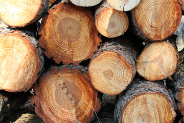 Well piled cut tree trunks