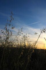 Nice sunset between the grass of the field