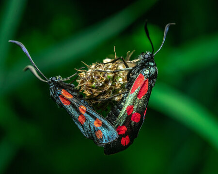 Macro shot of two mating bugs on a flower