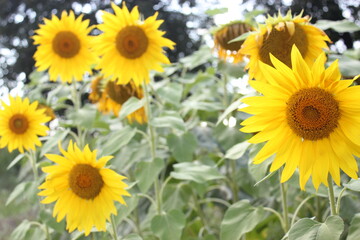 Fototapeta premium field of sunflowers