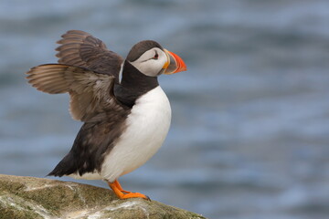 Kleiner Puffin ganz groß