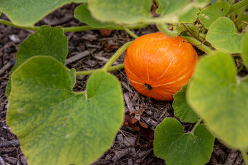 Small pumpink on the ground in autumn