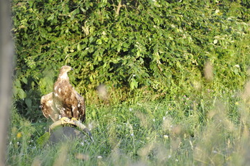 Wildvogel in Harz.