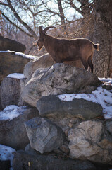 male of a mountain tur with big beautiful horns and thick brown hair in a winter aviary in a national park, a nature reserve, among beautiful nature
