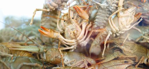 Many live crayfish swim in water closeup