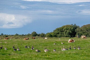Fototapeta premium Graugänse auf einer Wiese, Nordseeinsel Föhr