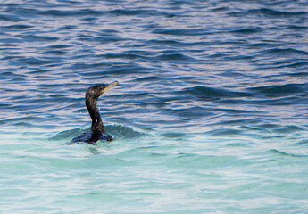 Obraz premium duck in the sea