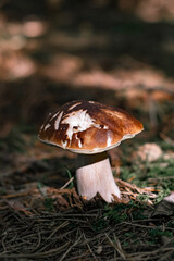 Beautiful boletus edulis mushroom in a forest. White mushroom in sunny day.