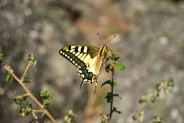 Swallowtail butterfly on a plant among stones - Papilio machaon, the Old World swallowtail