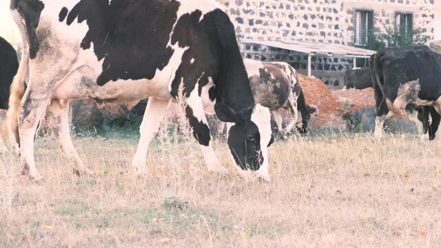 View from below of a herd of cows grazing in a meadow. Cows eat strava in rural areas. 4k, slow motion