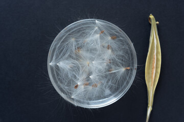 seed pods with fuzzy bristles or pappus or white floaties inside a glass bowl 