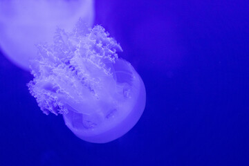 Jelly fish in aquarium