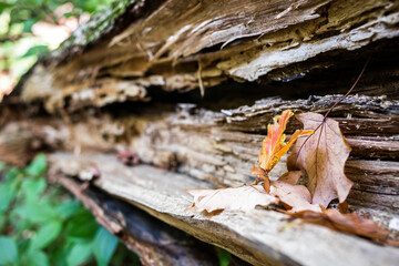 Autumn Leaves on Cut Wood in the forest