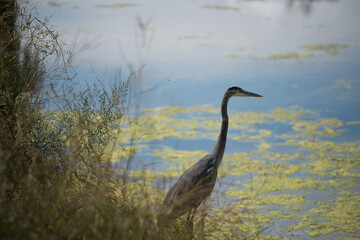 great blue heron in partial silhouette