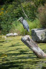 great blue heron perched on a log
