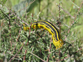 caterpillar on a leaf