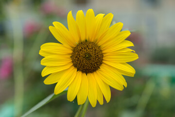 yellow flower in the garden