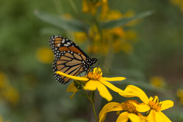 butterfly on flower