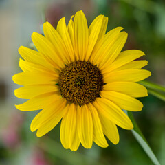 Obraz premium sunflower in the garden