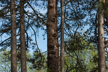 Fototapeta premium pine trees in the park