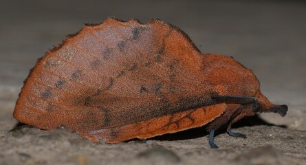 Gastropacha quercifolia in the state of hibernation.