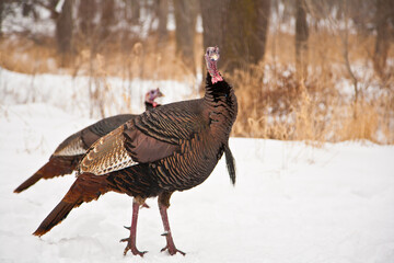 turkey in the snow