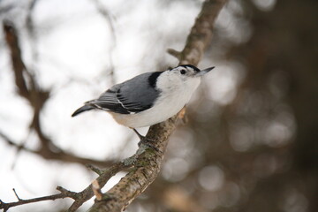 Obraz premium white breasted nuthatch