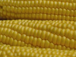 Closed up fresh corn cobs with dew drops. Vegetable macro background.