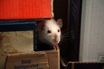 Obraz premium rat in a box
