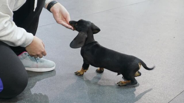 Caucasian handler teaches cute obedient dachshund puppy to give a paw in the dog gym. Dried pet treat to reward good behavior as positive reinforcement.