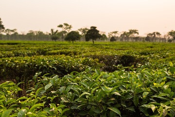 ネパール　カカルビッタの茶畑と夕焼けに染まった霞んだ空