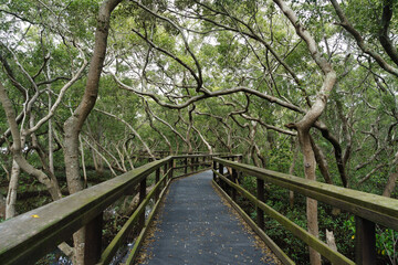 Tree branches overhang the Boardwalk as it meanders through the mangrove wetlands at Wynnum  - obrazy, fototapety, plakaty