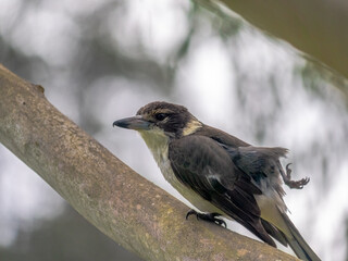 Butcher Bird Flattened Claw Back