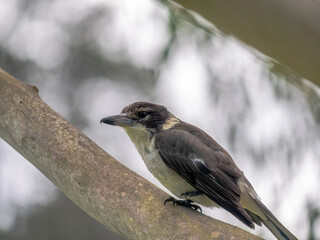 Butcher Bird Flattened