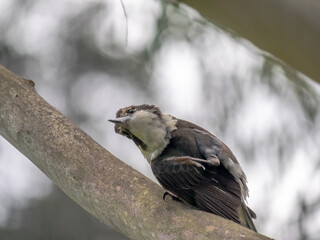 Butcher Bird Head On Side