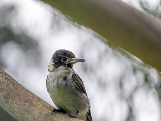 Butcher Bird Squawking