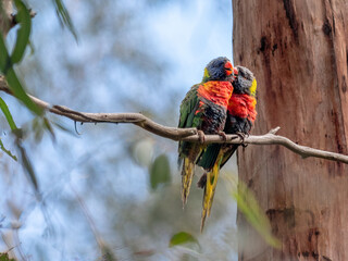 Lorikeet Kissing