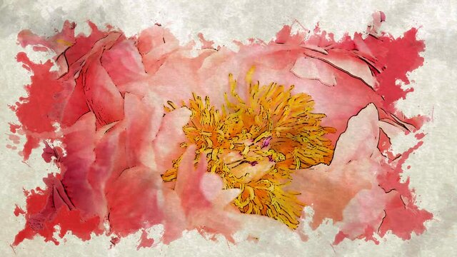 Pink blooming peony flower closeup with watercolor reveal effect