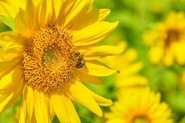Common Eastern Bumblebee Closeup