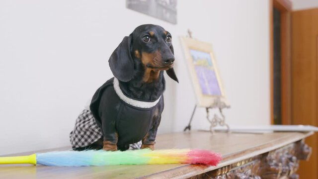 Lovely dachshund puppy in maid uniform with feather duster for cleaning is sitting on wooden surface and barking. Service staff is ready for work after lunch break.