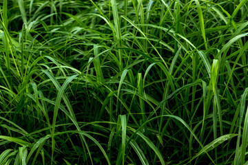夏の成長している野草の姿