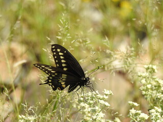 A Walk in the Desert