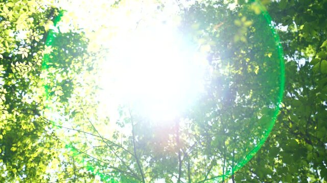 新緑と木漏れ日　太陽　フレア