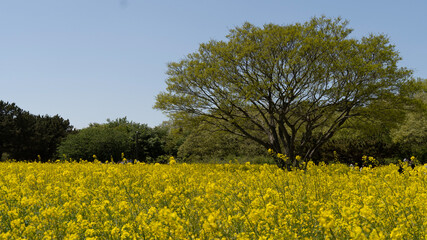 field of dandelions