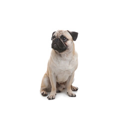 Cute pug dog sitting on white background