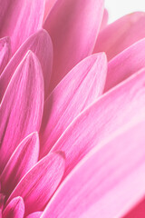 Macrophotography, petals of a gerbera flower, pink. High key. Photography..