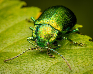 Fototapeta premium Macrophotography of a green beetle on a leaf.
