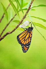 Newly emerged Monarch butterfly (danaus plexippus) and its chrysalis shell hanging on milkweed branch. Natural green background. - 455184621